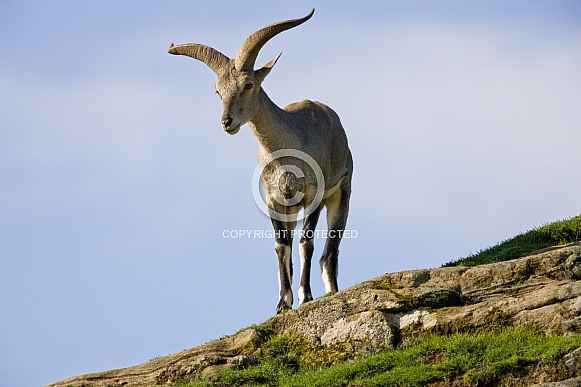 Asiatic Mouflon - (Ovis orientalis)