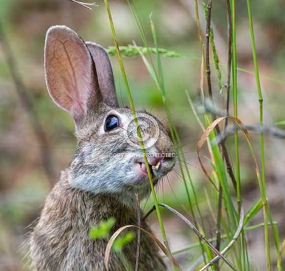 Wild cotton tail rabbit