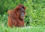 Orangutan