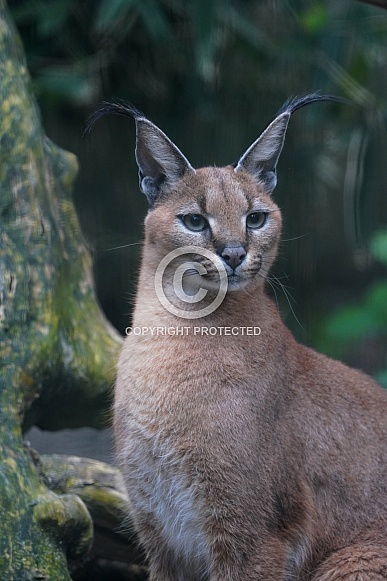 Caracal Caracal
