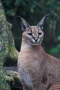 Caracal