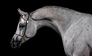 Arabian Horse--Arabian Portrait