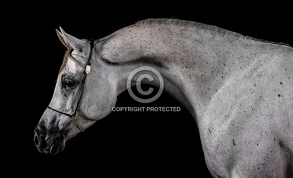 Arabian Horse--Arabian Portrait