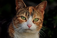 Calico Cat