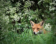 Red Fox