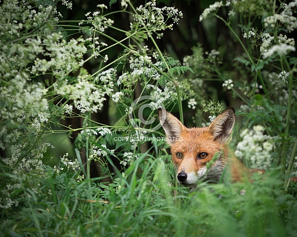Red Fox