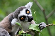 Ring-Tailed Lemur (Lemur Catta)