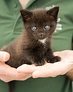 Domestic Shorthair Kitten