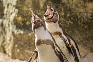 Manchot Humboldt penguins