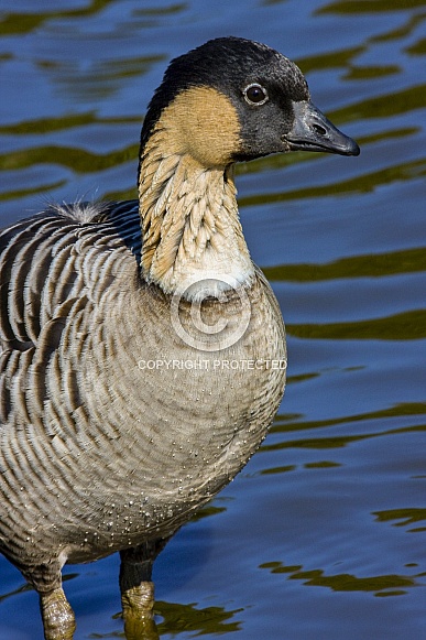 Hawaiian Goose - Worlds rarest Goose