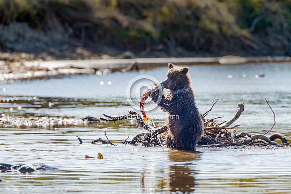 Grizzly bear at Katmai Alaska Grizzly bear at Katmai Alaska