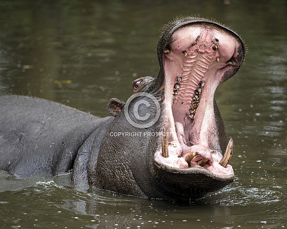 hippo