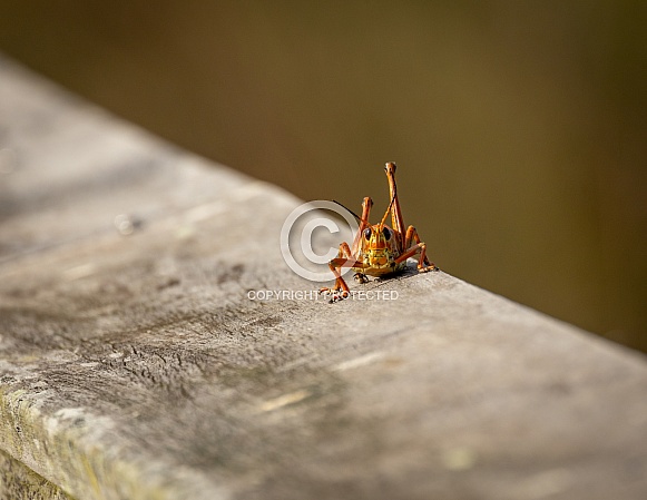 Eastern Lubber Grasshopper