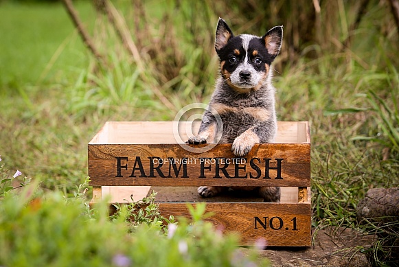 Australian Cattle Dog Puppy
