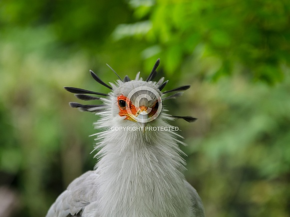 secretary bird