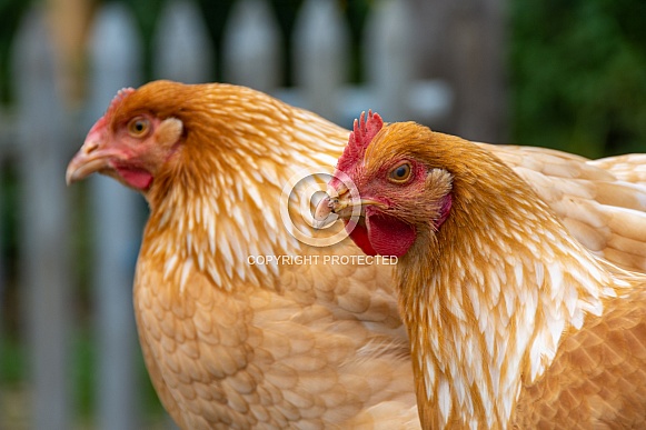Two hens in a small farm Two hens in a small farm