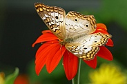 White Peacock 4