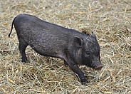 Miniature Pig