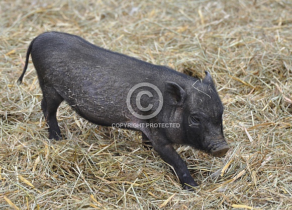 Miniature Pig Miniature Pig