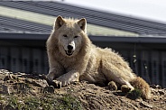 Arctic Wolf lying down resting