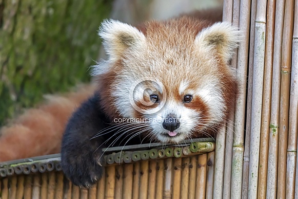 red panda (Ailurus fulgens) red panda (Ailurus fulgens)