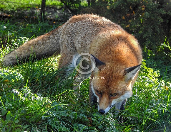 Red Fox