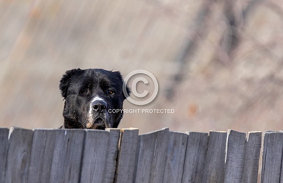 Central Asian Shepherd Dog