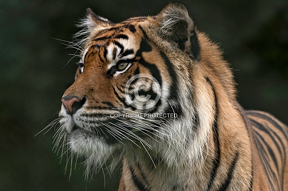Sumatran Tiger Looking Sideways