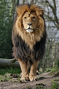 African Lion