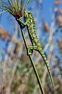 Chameleon in the reed beds of the Okavango Delta