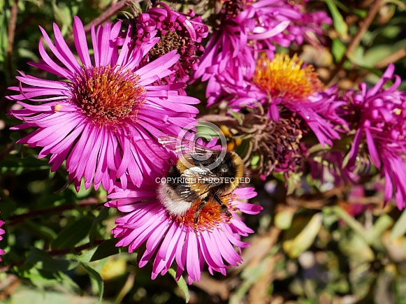 Bumblebee on aster