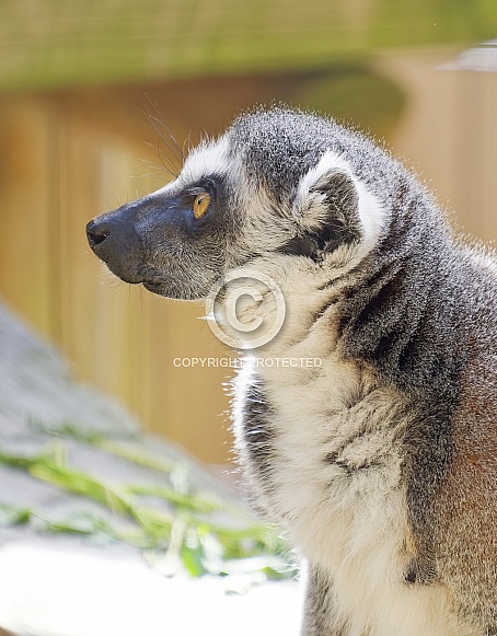 Lemur