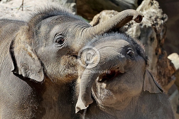 Young elephant (Elephas maximus)