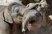 Young elephant (Elephas maximus)