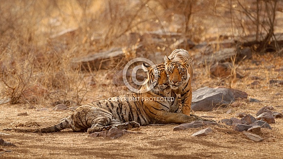 Beautiful tiger in the nature habitat. Tiger pose in amazing light. Wildlife scene with wild animal. Indian wildlife. Indian tiger. Panthera tigris tigris.