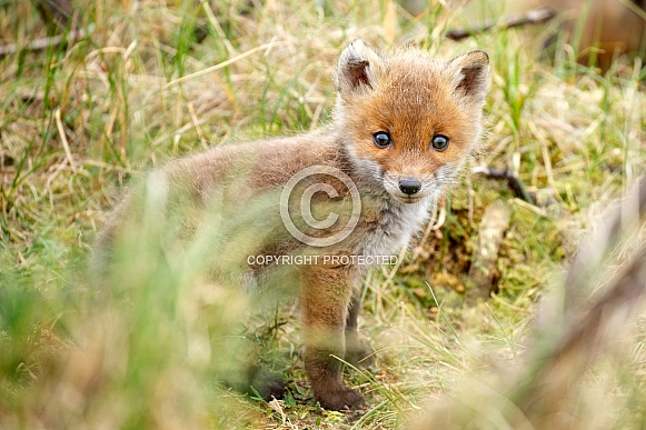 Red fox cubs Red fox cubs