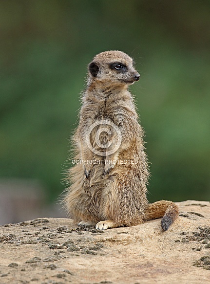 Meerkat