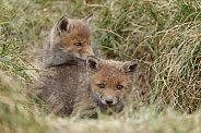 Red fox cubs in there natural habitat