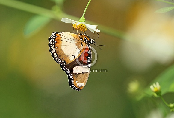 Diadem Butterfly