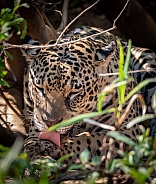 Jaguar Cleaning (wild)