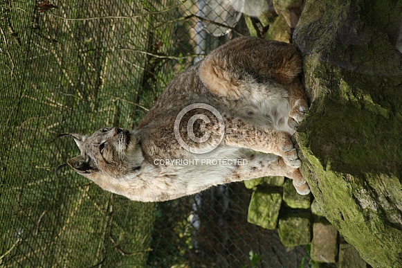 Canadian Lynx