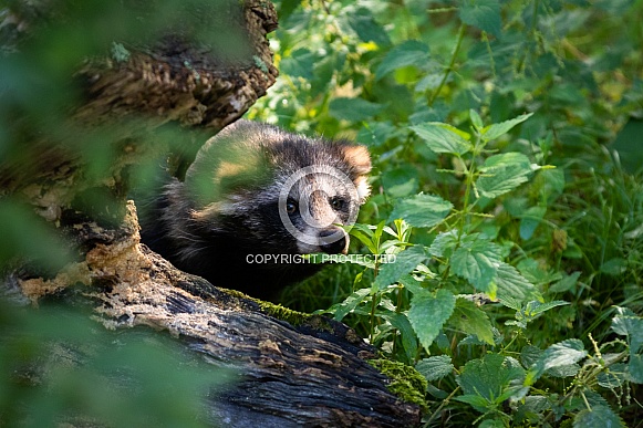 Racoon dog Racoon dog