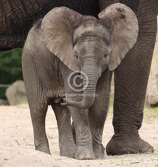 Young african elephant