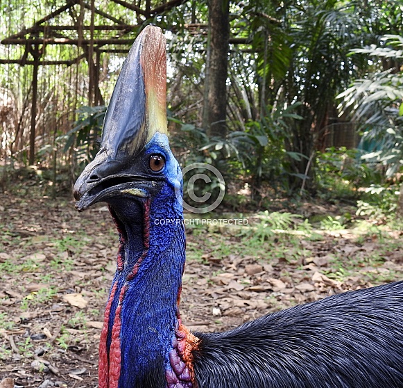 Cassowary