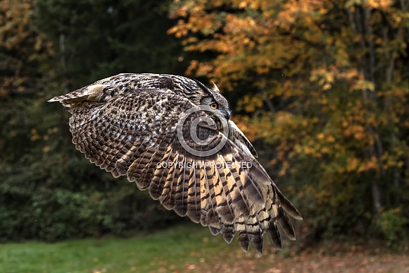 Eurasian Eagle Owl