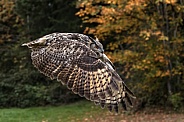 Eurasian Eagle Owl