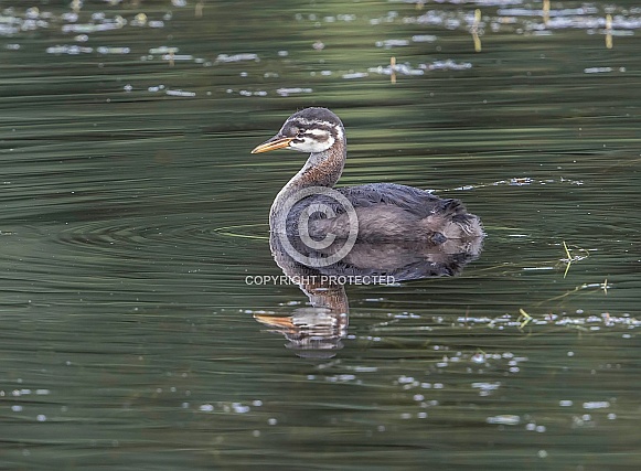 Red-necked Grebe Chick in Alaska Red-necked Grebe Chick in Alaska