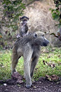 Chacma Baboon (Papio ursinus) with its young