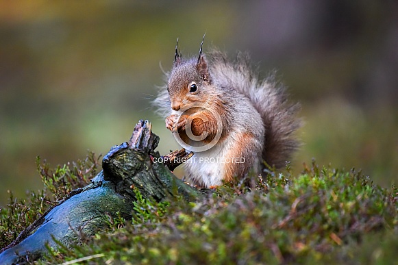 Red Squirrel