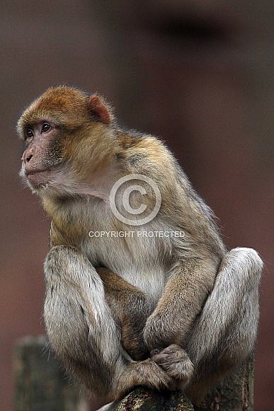 Barbary Macaque